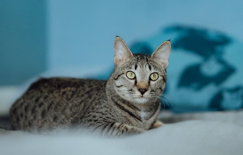 Egyptian Mau