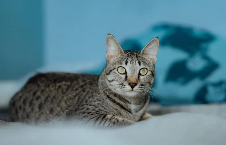 Egyptian Mau