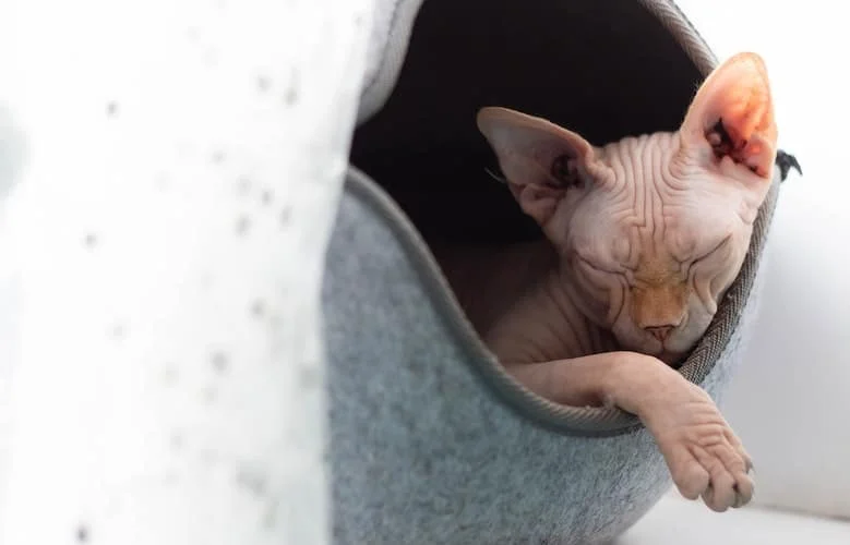 Donskoy cat