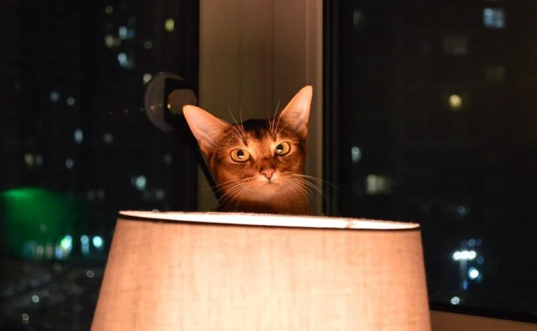 Abyssinian Cat