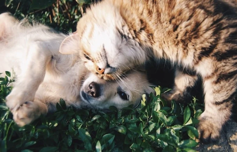 Socializing cat