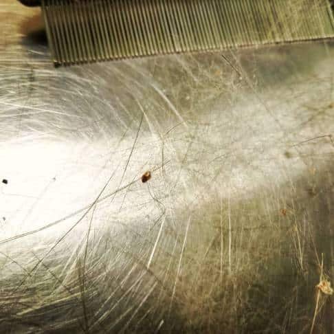 Fleas on cat