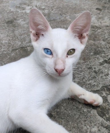 Khao manee appearance