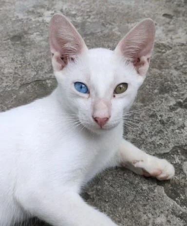 Khao manee appearance