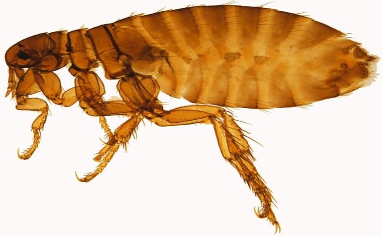 Cat Flea Diseases In Cats And Humans