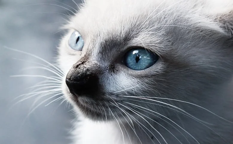 Balinese cat by Pomewgranate