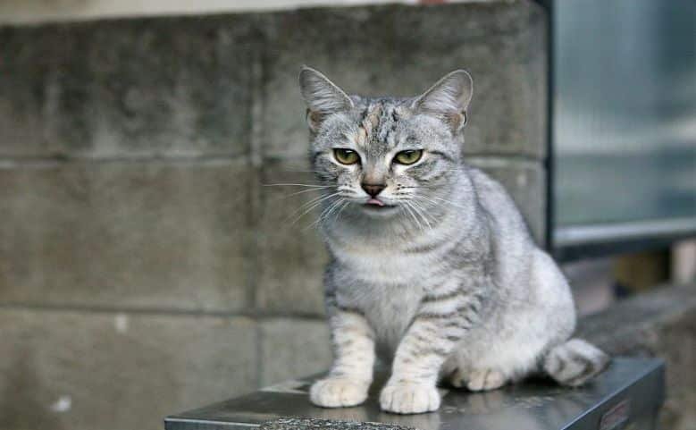 Australian Mist Cats - Cute Aussies