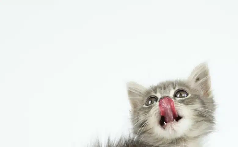 Cute cats