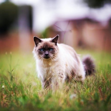 Birman history