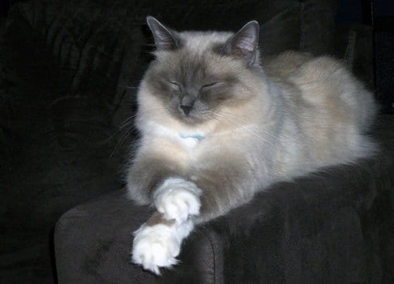 Birman Health