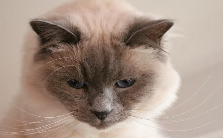 Birman cat