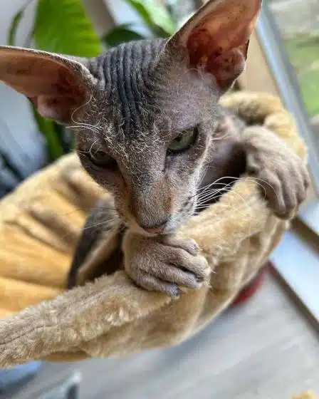Peterbald cat