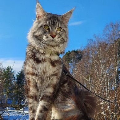 Maine coon