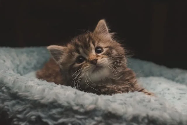 Kitten development