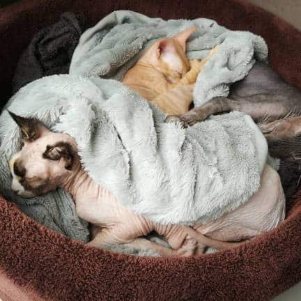 Peterbald cat