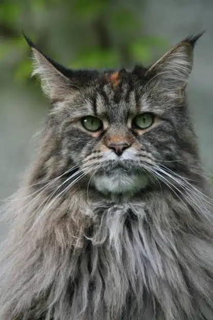 Maine Coon