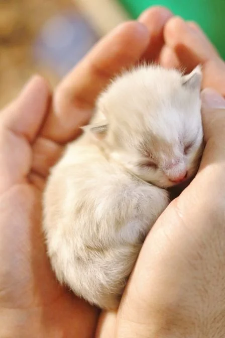Kitten care
