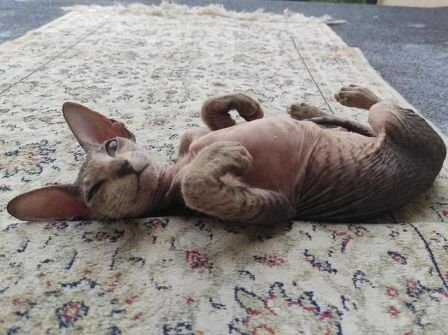 Peterbald