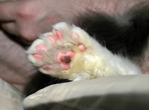 Maine coon Polydactyl