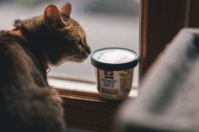 Kitten nutrition