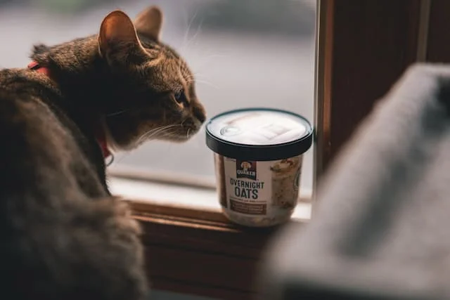 Kitten nutrition