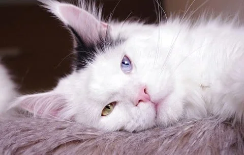 Maine coon health