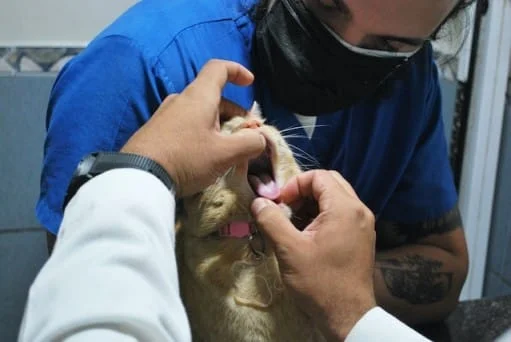 Kitten care