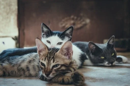 Kitten training