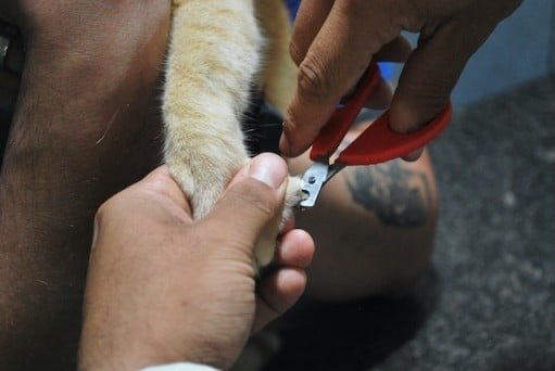 Kitten grooming