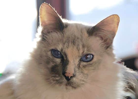 Balinese cat