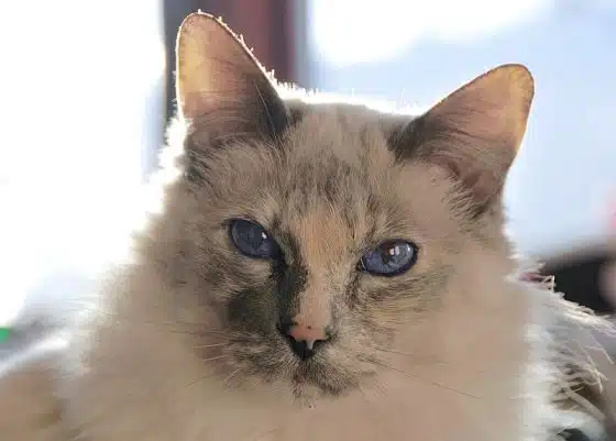 Balinese cat