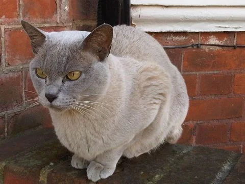 Burmese cat, among the smallest breeds.
