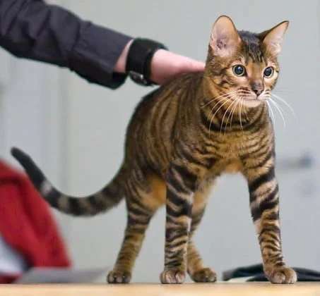 Cornish rex