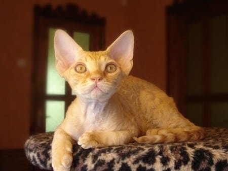 Devon rex