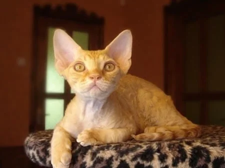 Devon rex