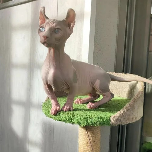 Dwelf cat