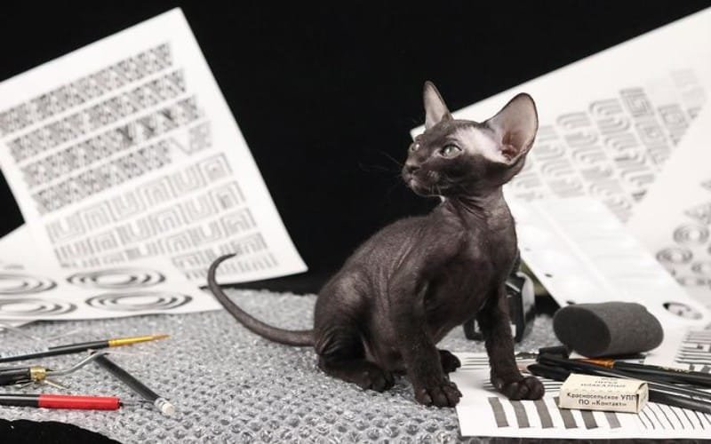 Peterbald by peterbalds.spb