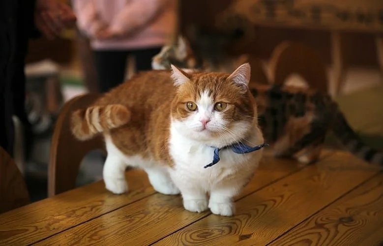 small Cats by Tasy Hong