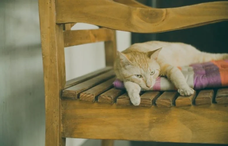 Hypoallergenic cat