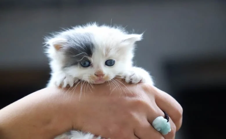Kittens