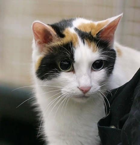 Japanese bobtail