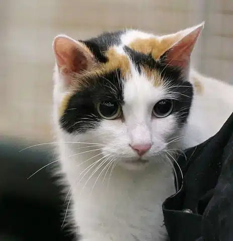 Japanese bobtail