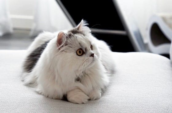 Minuet Cats