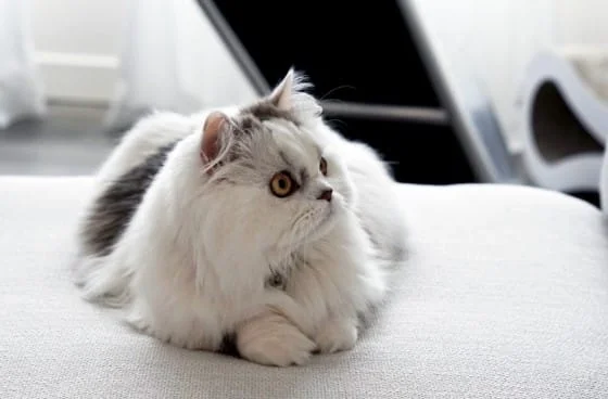 Minuet Cats
