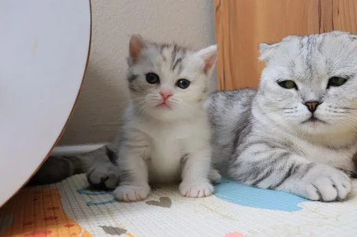 Munchkin cat