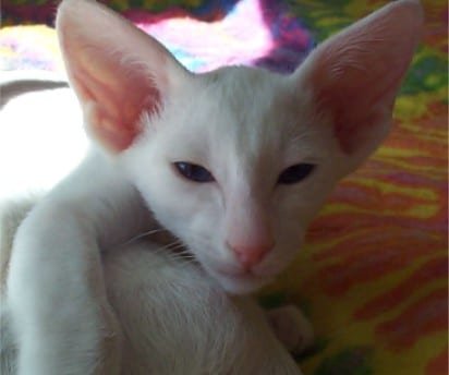 Oriental shorthair cat