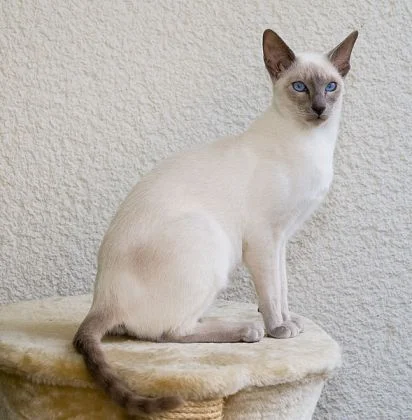 siamese cat