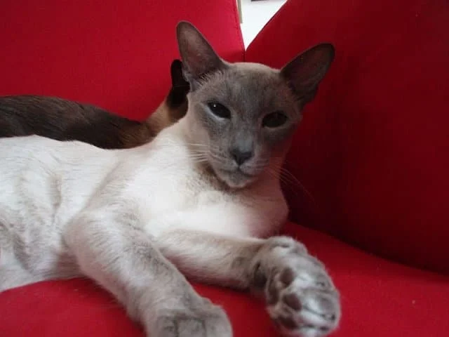 Siamese cat
