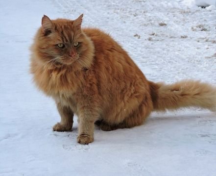Siberian cat
