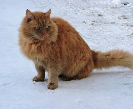 Siberian cat
